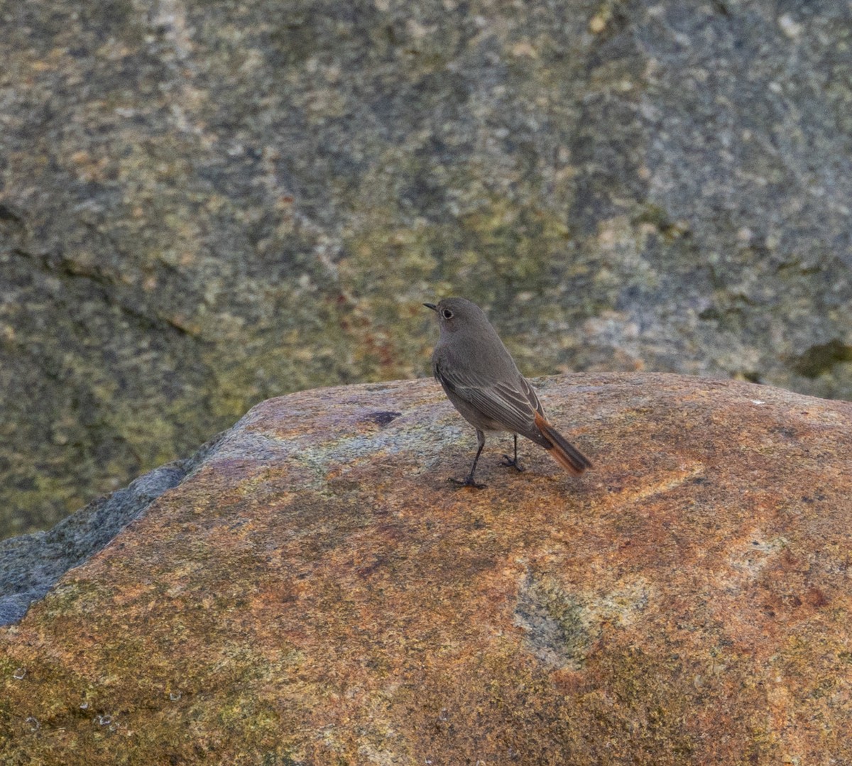 Black Redstart - ML644141059