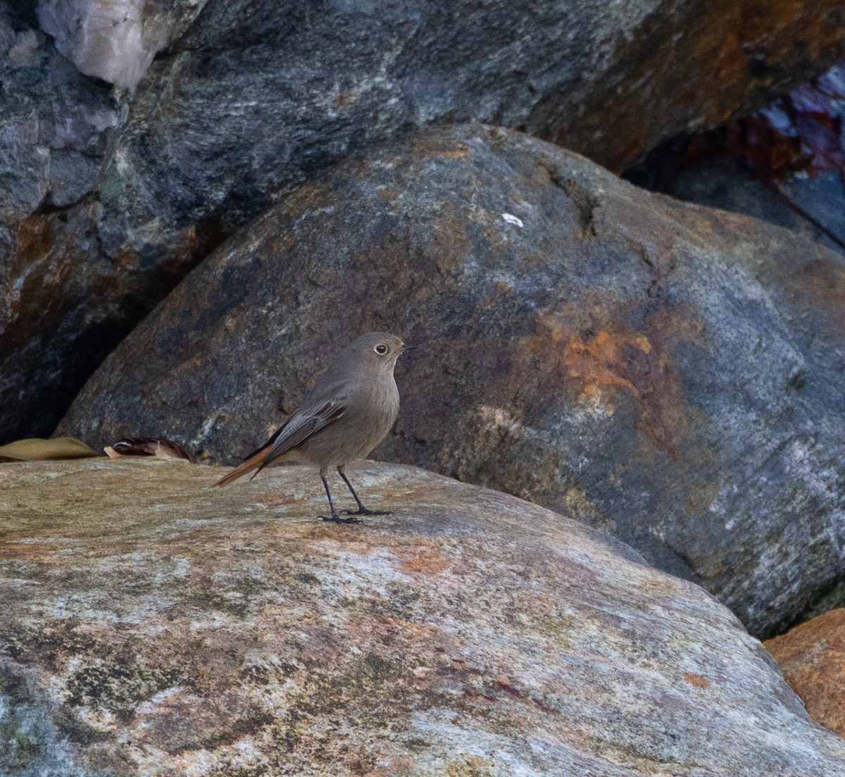 Black Redstart - ML644141060