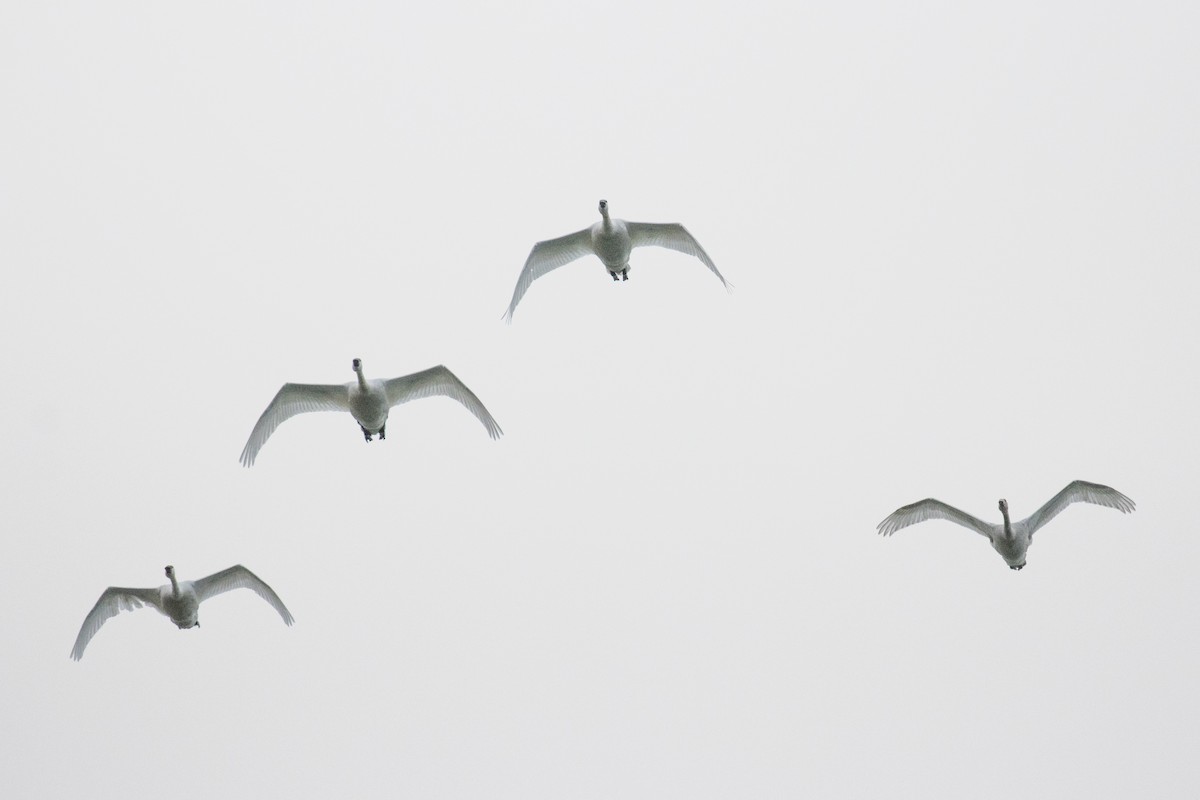 Tundra Swan - ML644141061
