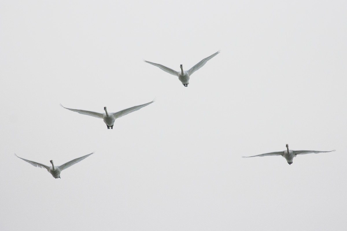Tundra Swan - ML644141062