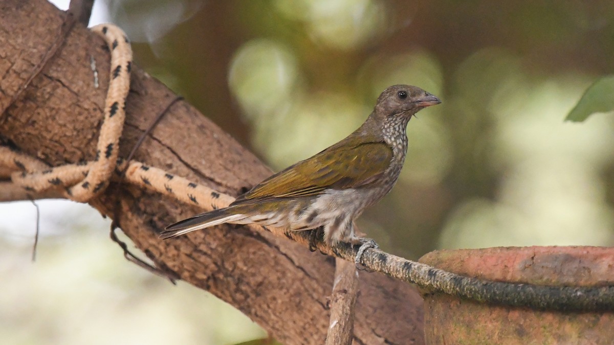 Spotted Honeyguide - ML644141063