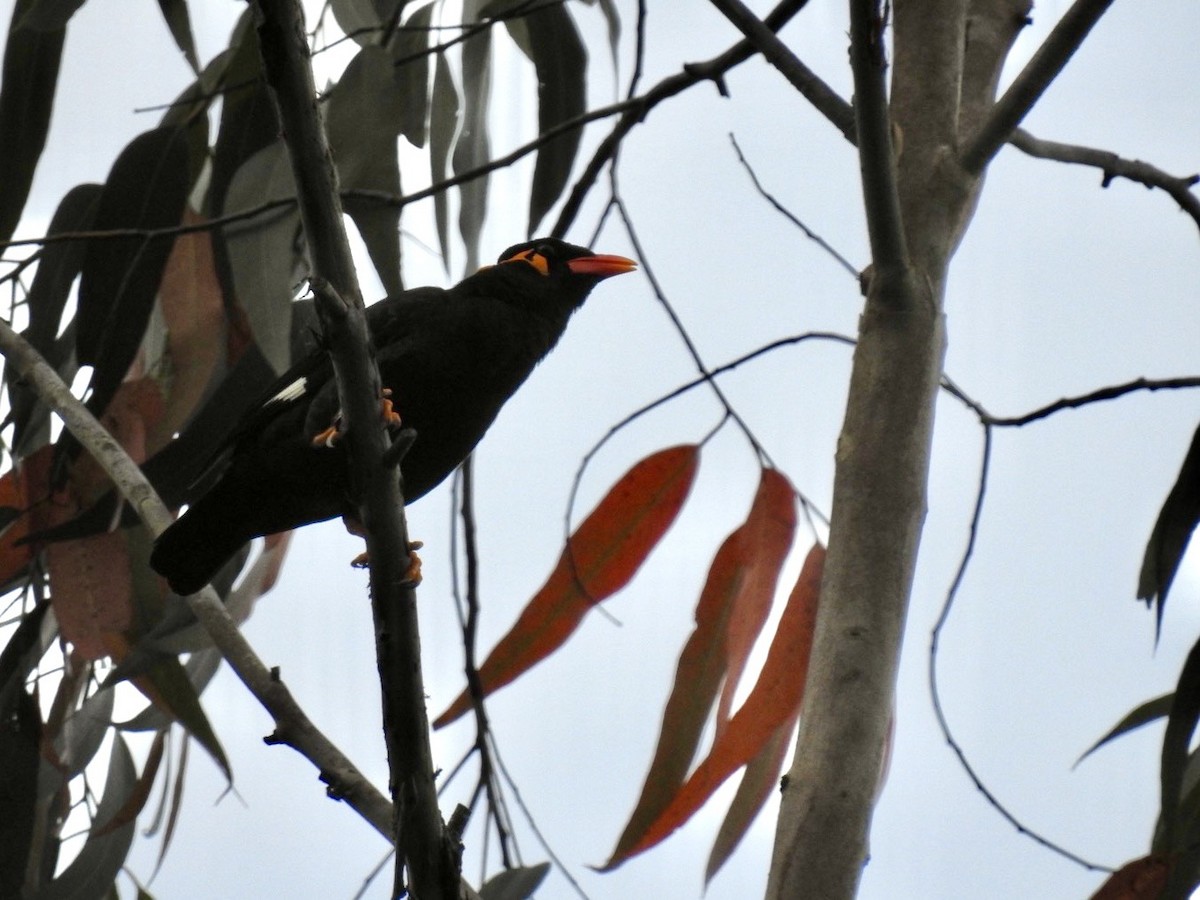 Common Hill Myna - ML644141065