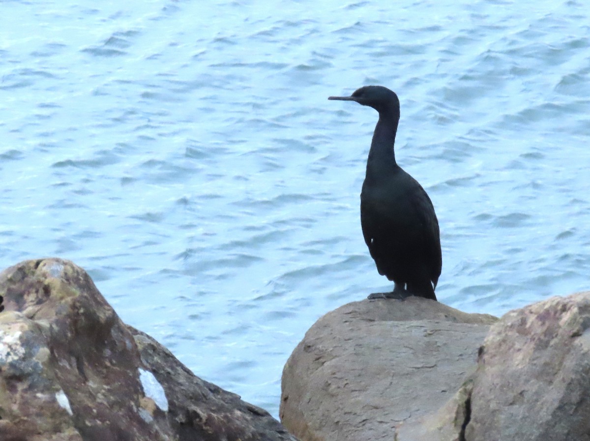 Pelagic Cormorant - ML644141067