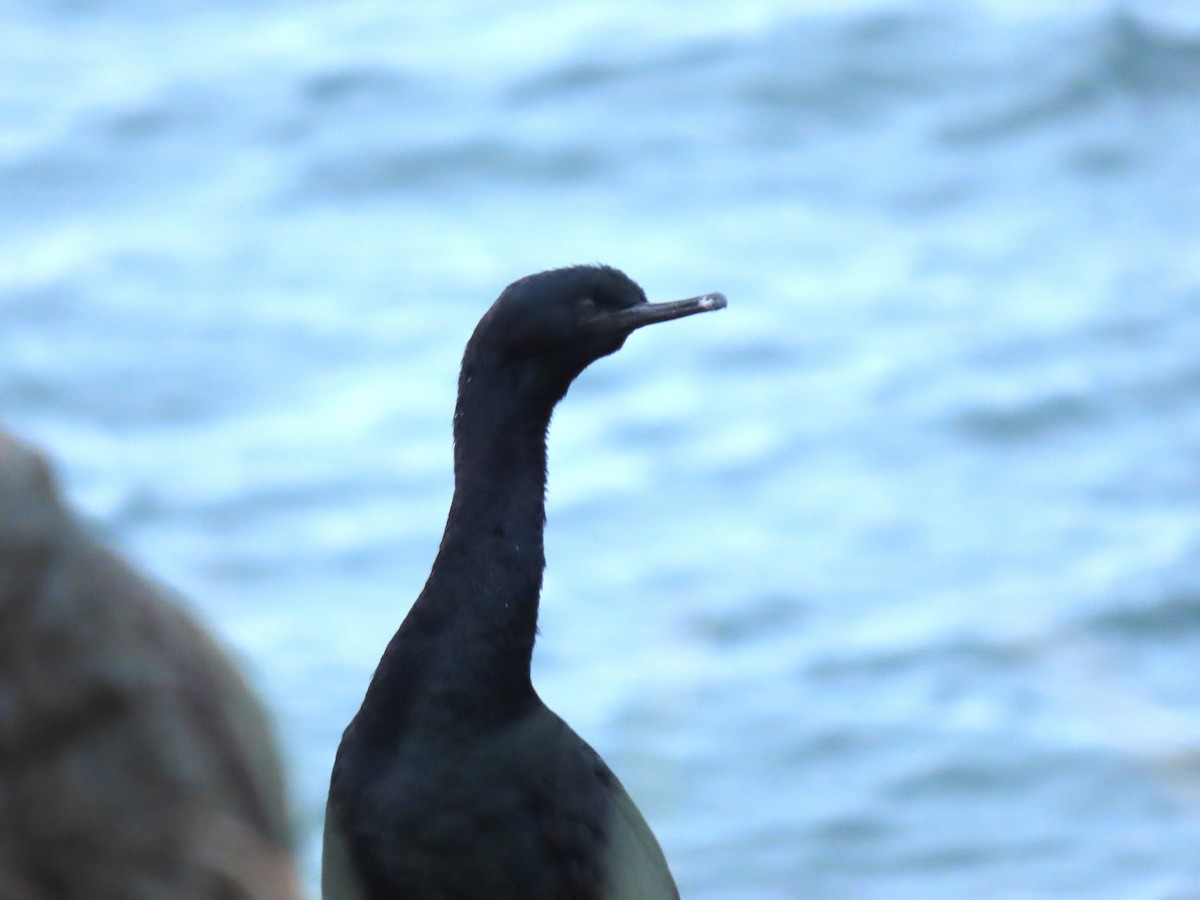 Pelagic Cormorant - ML644141068