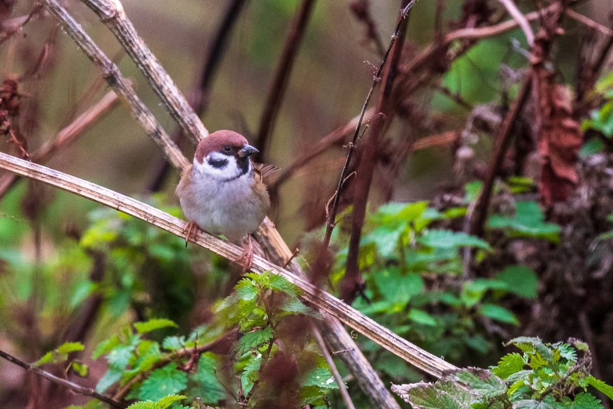 Eurasian Tree Sparrow - ML644141070