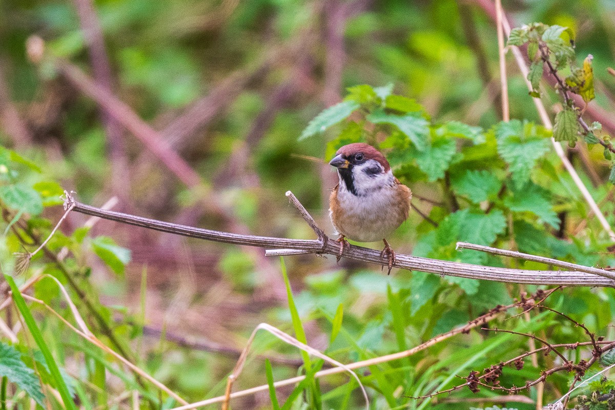 Eurasian Tree Sparrow - ML644141071