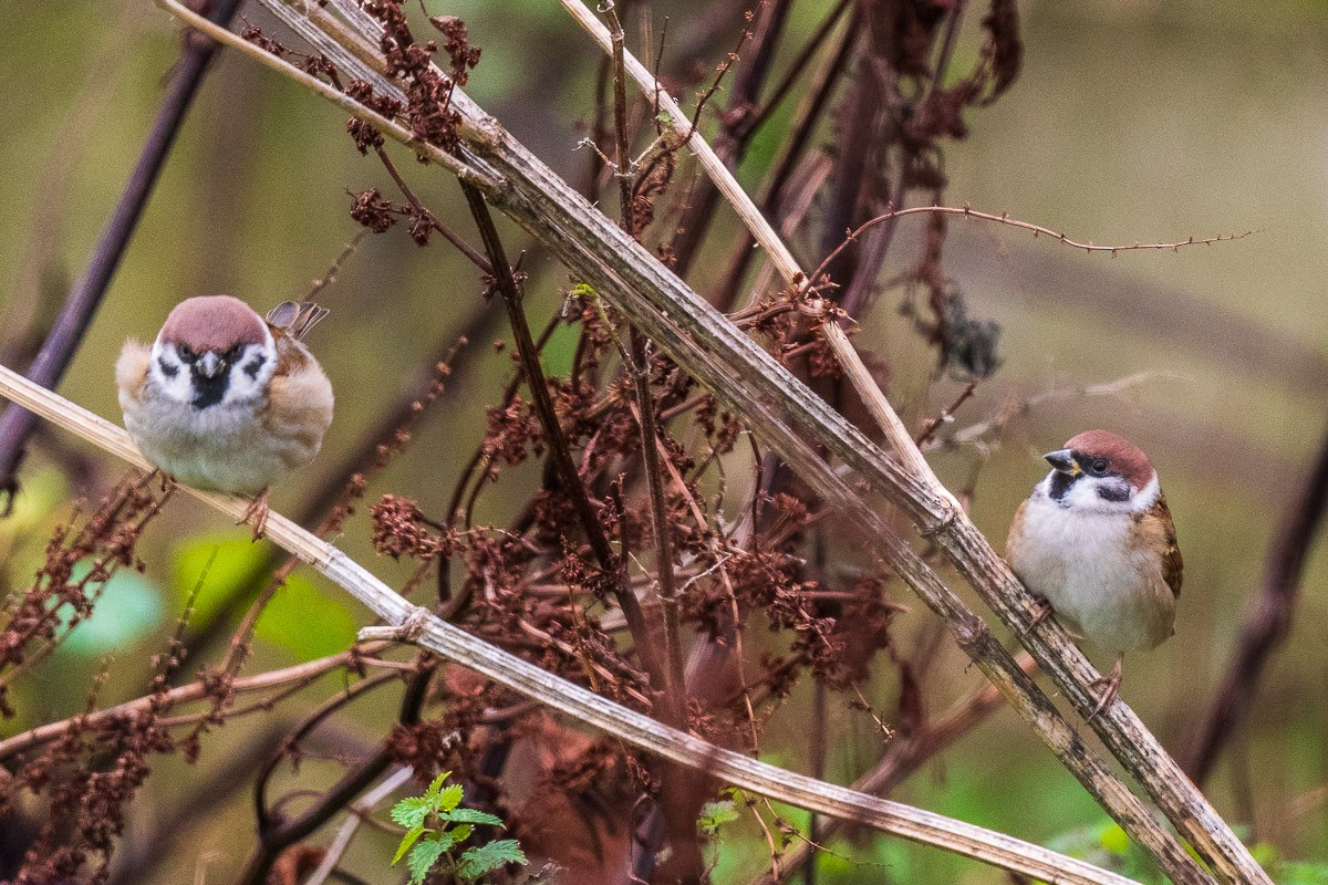 Eurasian Tree Sparrow - ML644141072