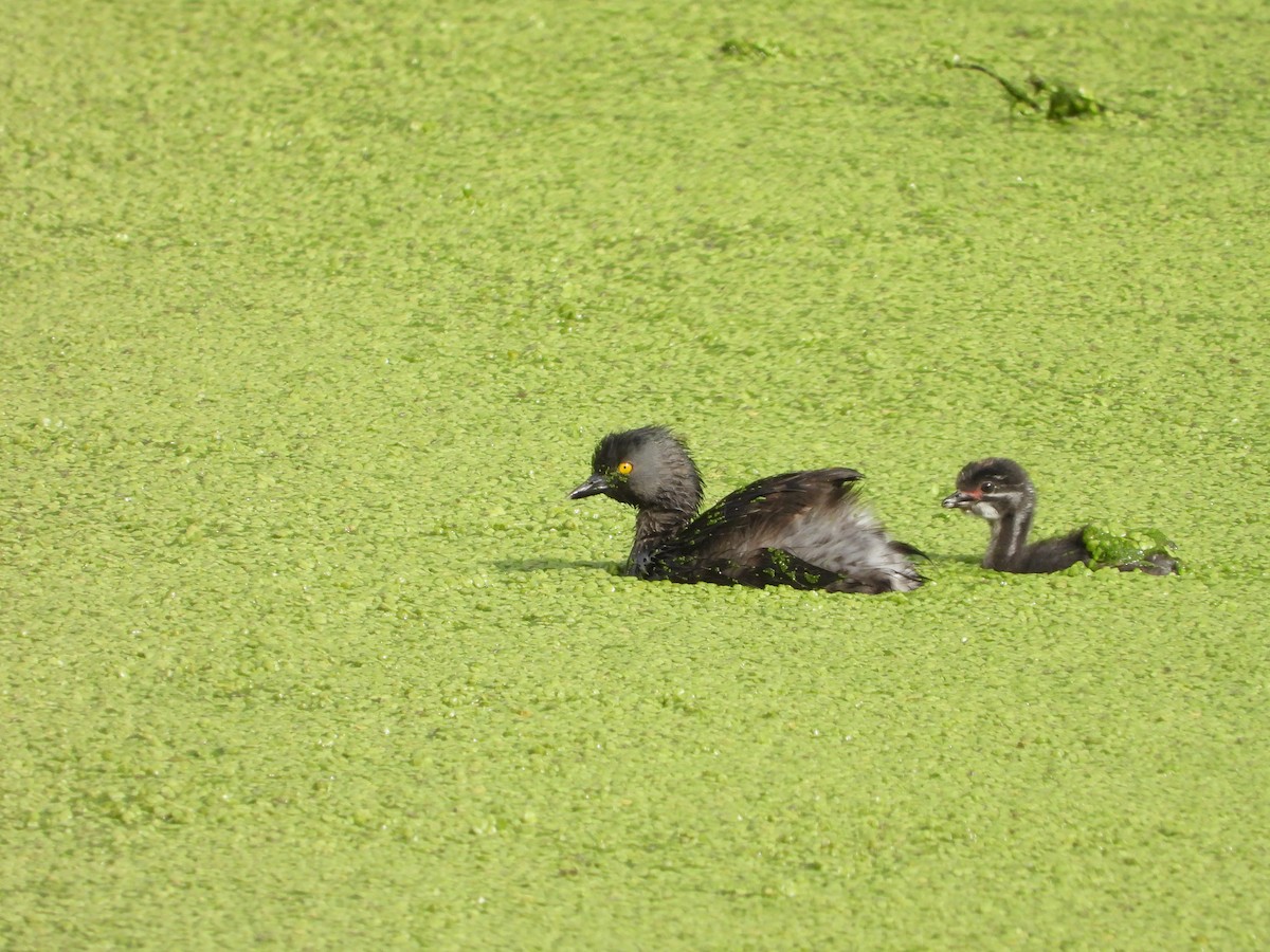 Least Grebe - ML644141077