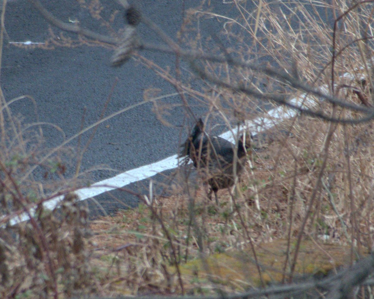 Kalij Pheasant - ML644141078