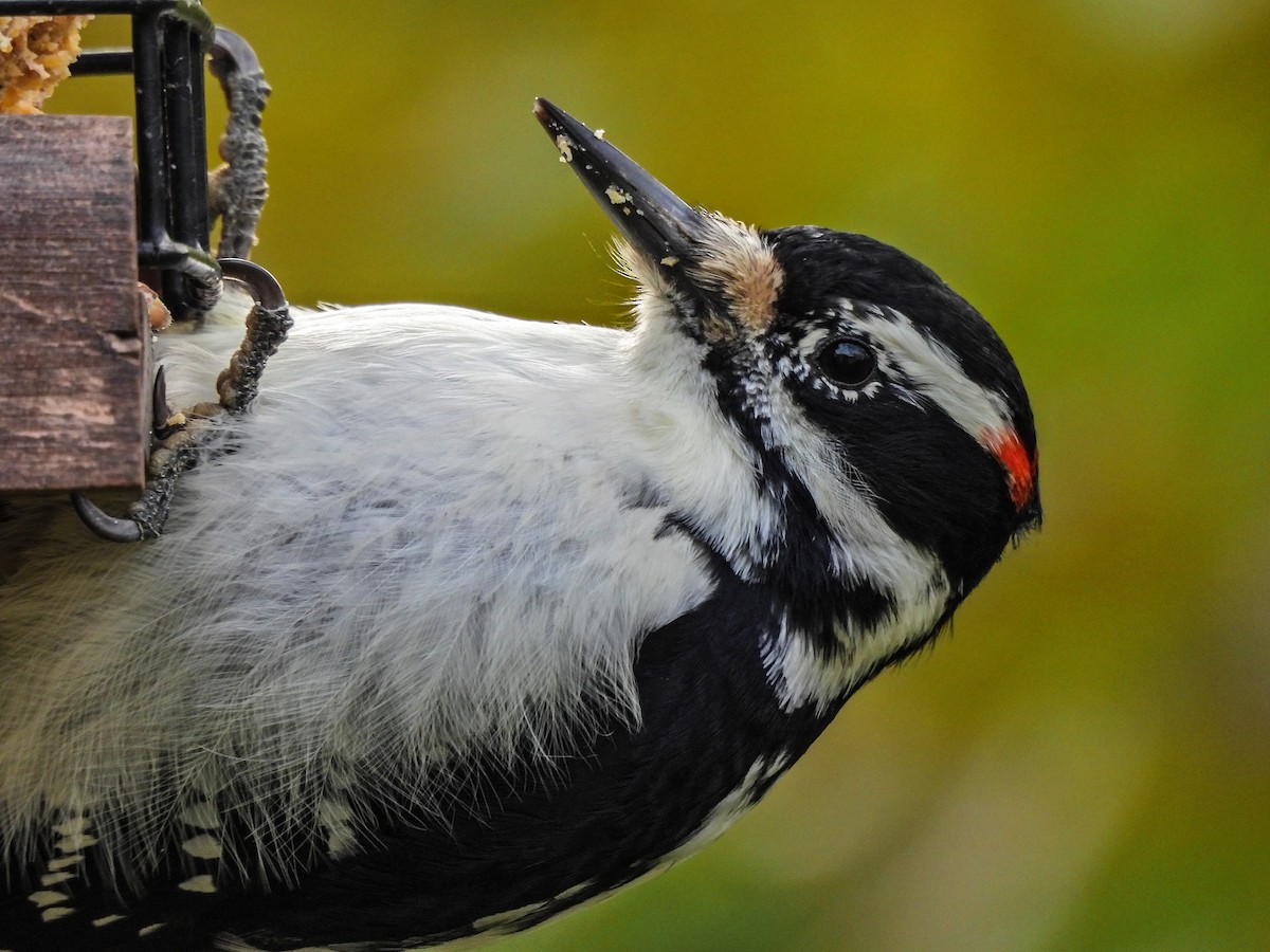 Hairy Woodpecker - ML644141102