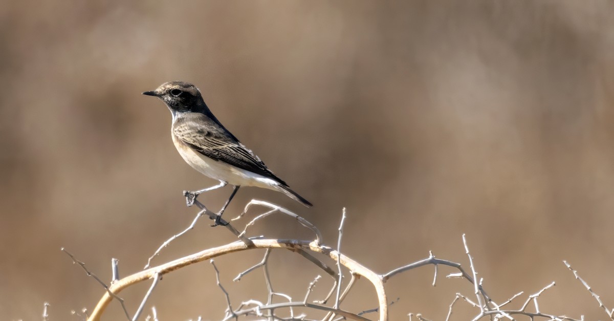 Cyprus Wheatear - ML644141107