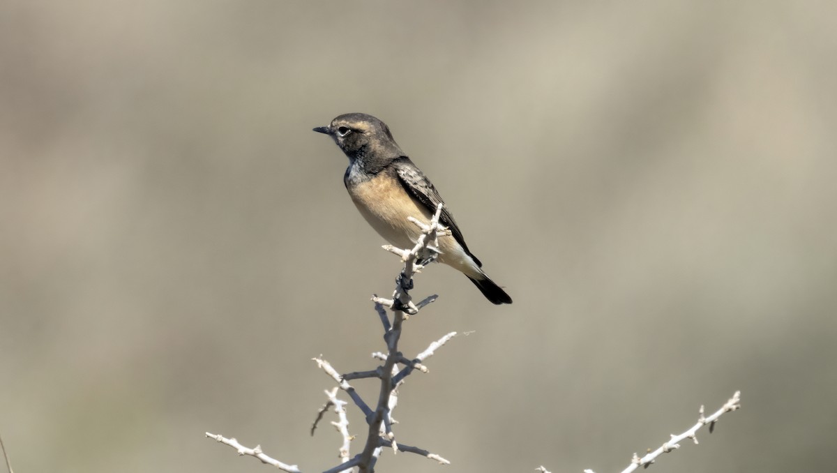 Cyprus Wheatear - ML644141118