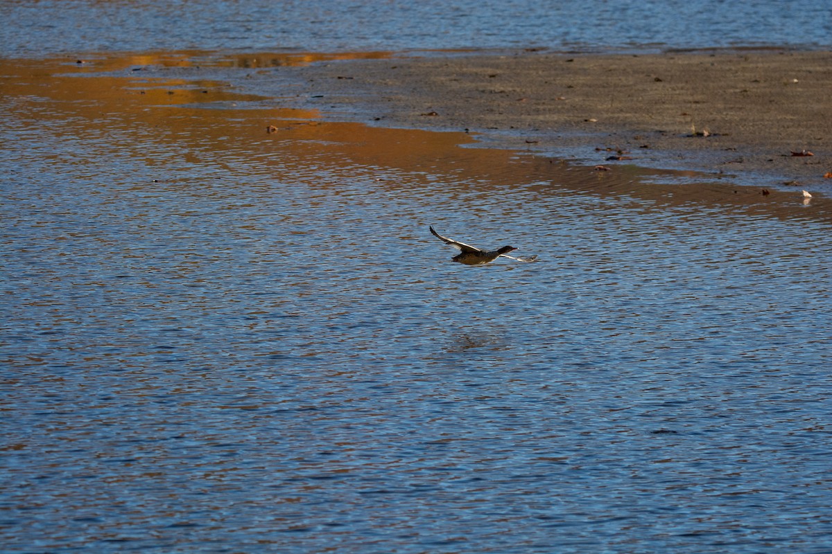laksand - ML644141121