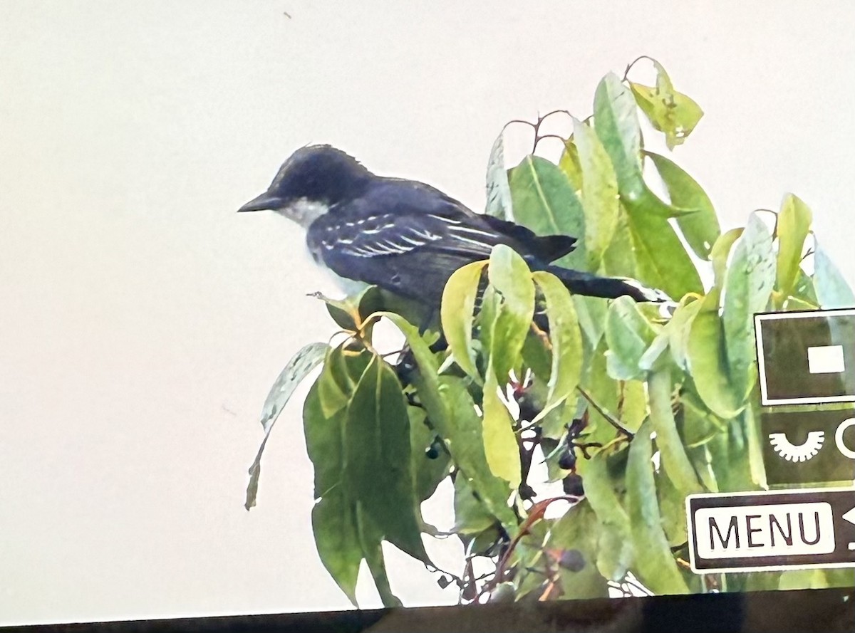 Eastern Kingbird - ML644141126