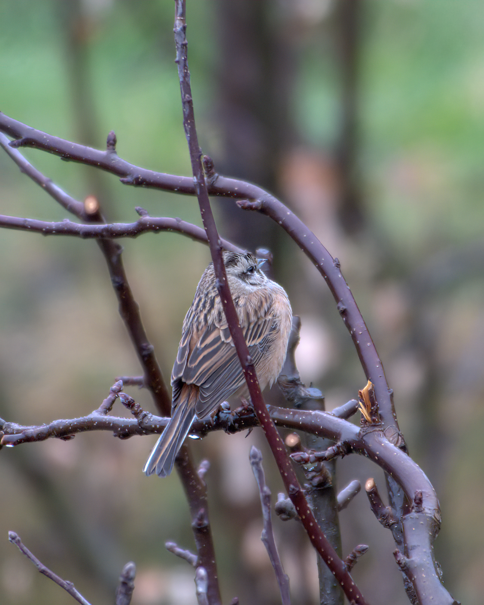 Rock Bunting - ML644141135