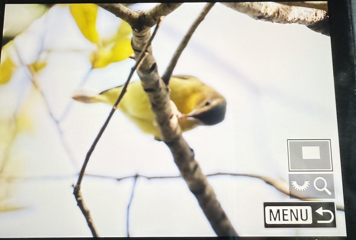 Philadelphia Vireo - ML644141136