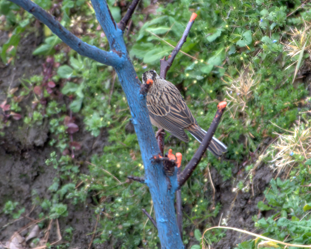 Rock Bunting - ML644141165