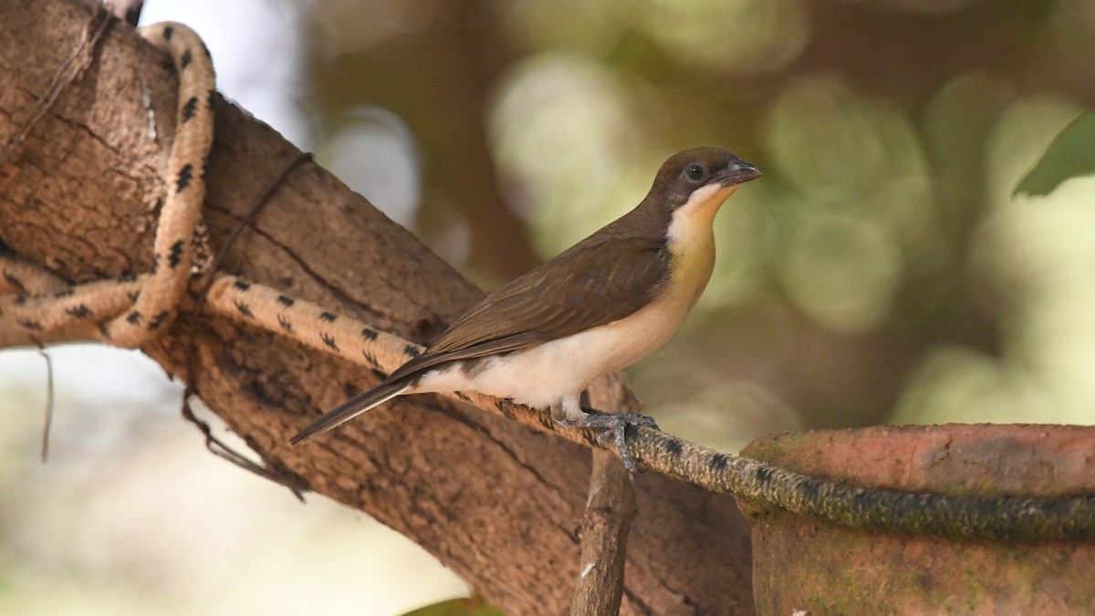Greater Honeyguide - ML644141166