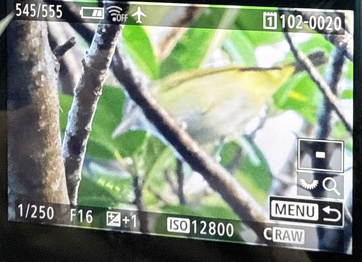 Yellow-green Vireo - ML644141168