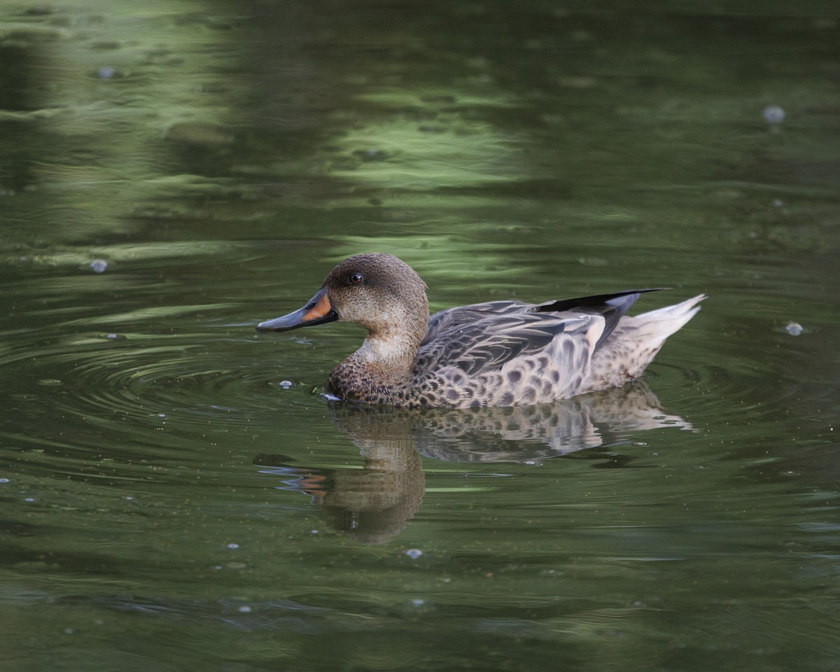 White-cheeked Pintail (Galapagos) - ML644141173