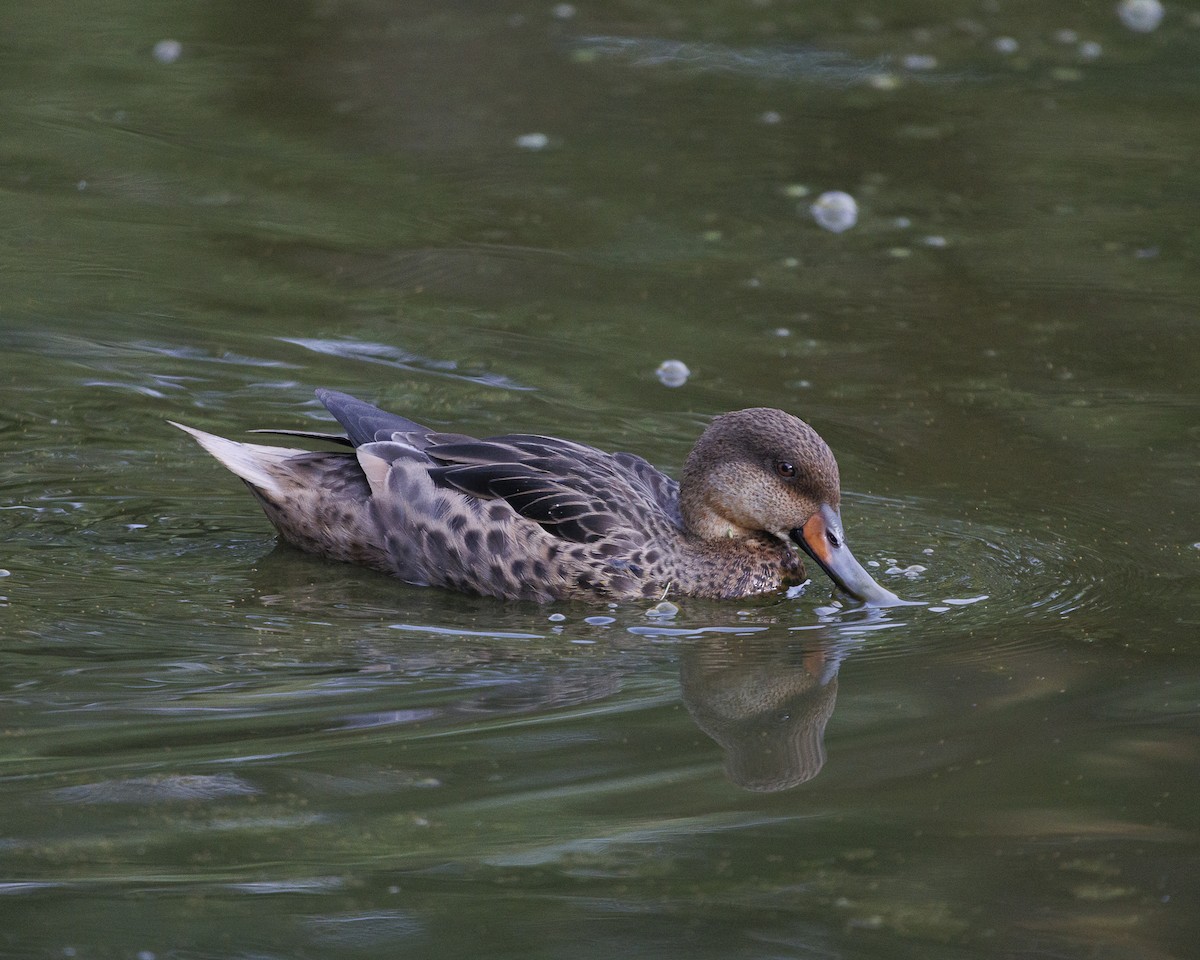 White-cheeked Pintail (Galapagos) - ML644141174