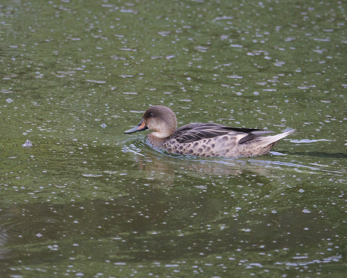 White-cheeked Pintail (Galapagos) - ML644141175