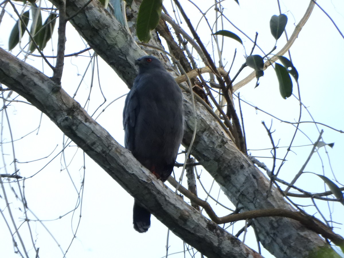 Crane Hawk - ML644141186