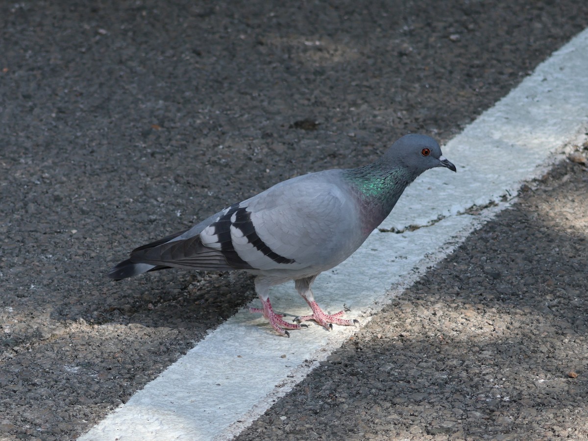 Rock Pigeon (Feral Pigeon) - ML644141187