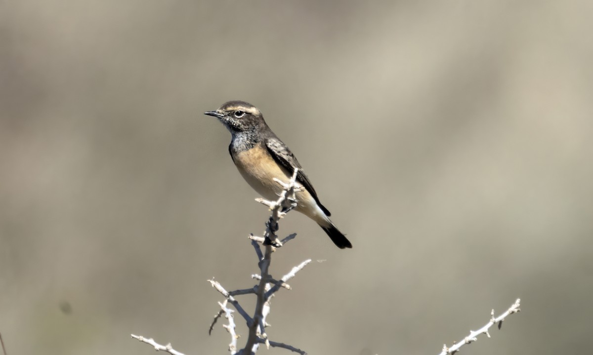 Cyprus Wheatear - ML644141189