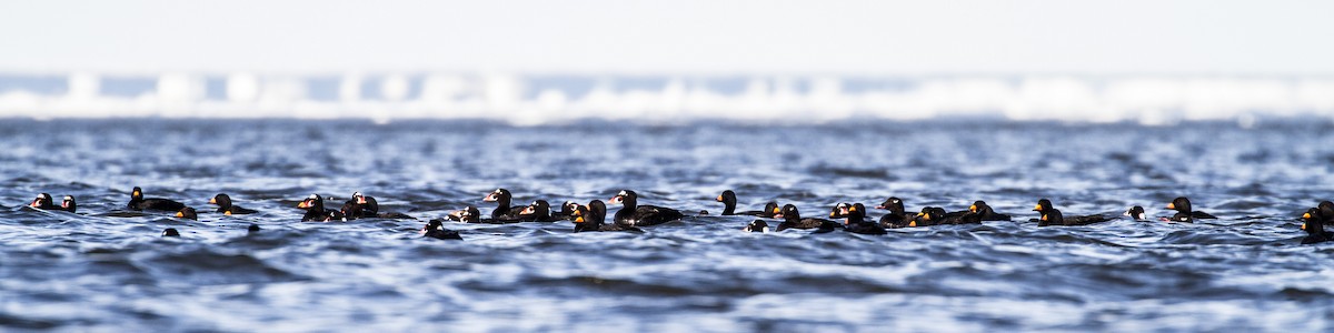 Macreuse à front blanc - ML644141190