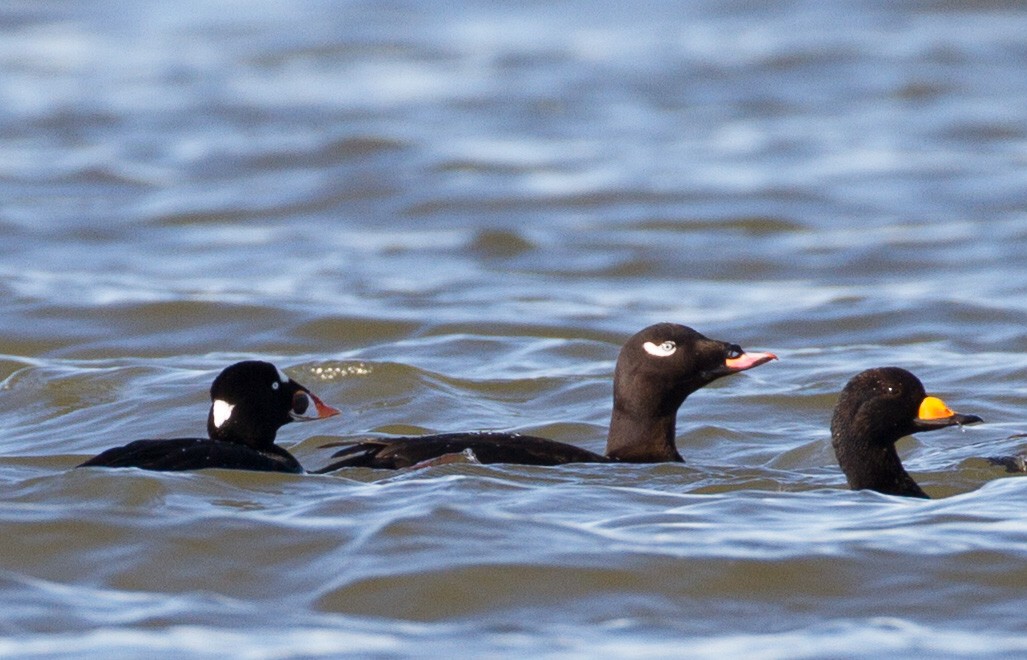 Macreuse à front blanc - ML644141191