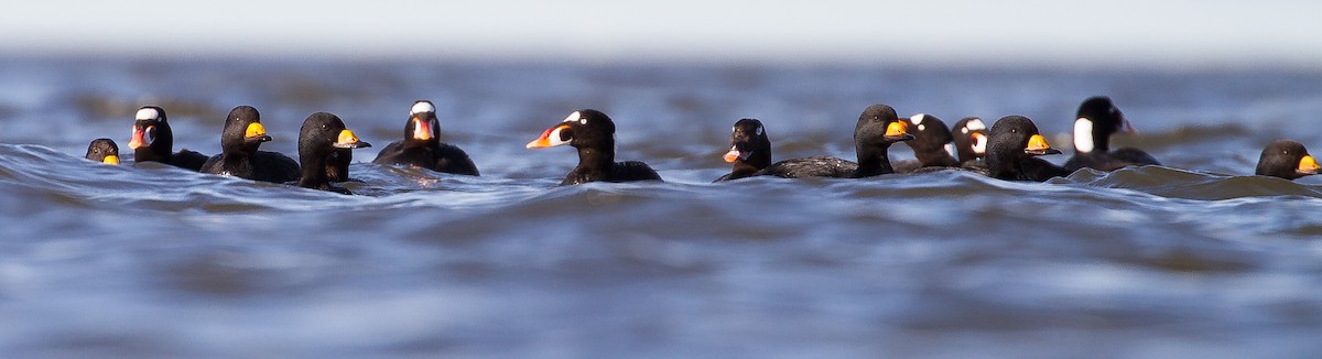 Macreuse à front blanc - ML644141193