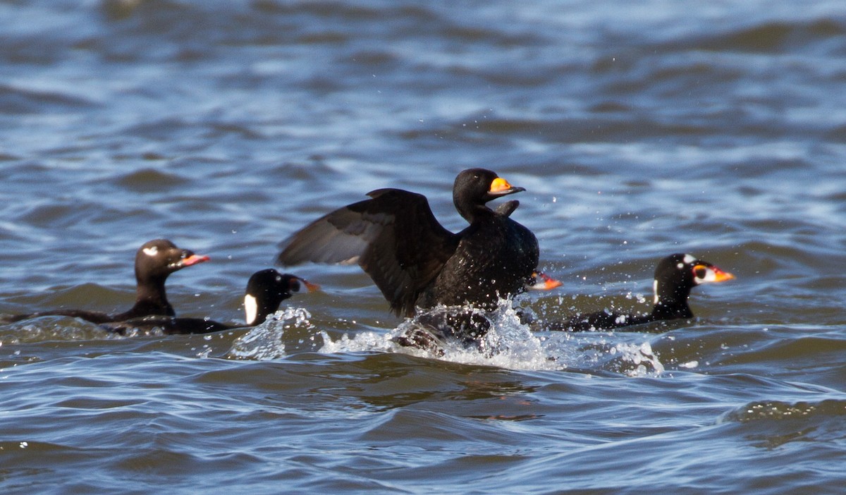 Macreuse à front blanc - ML644141194