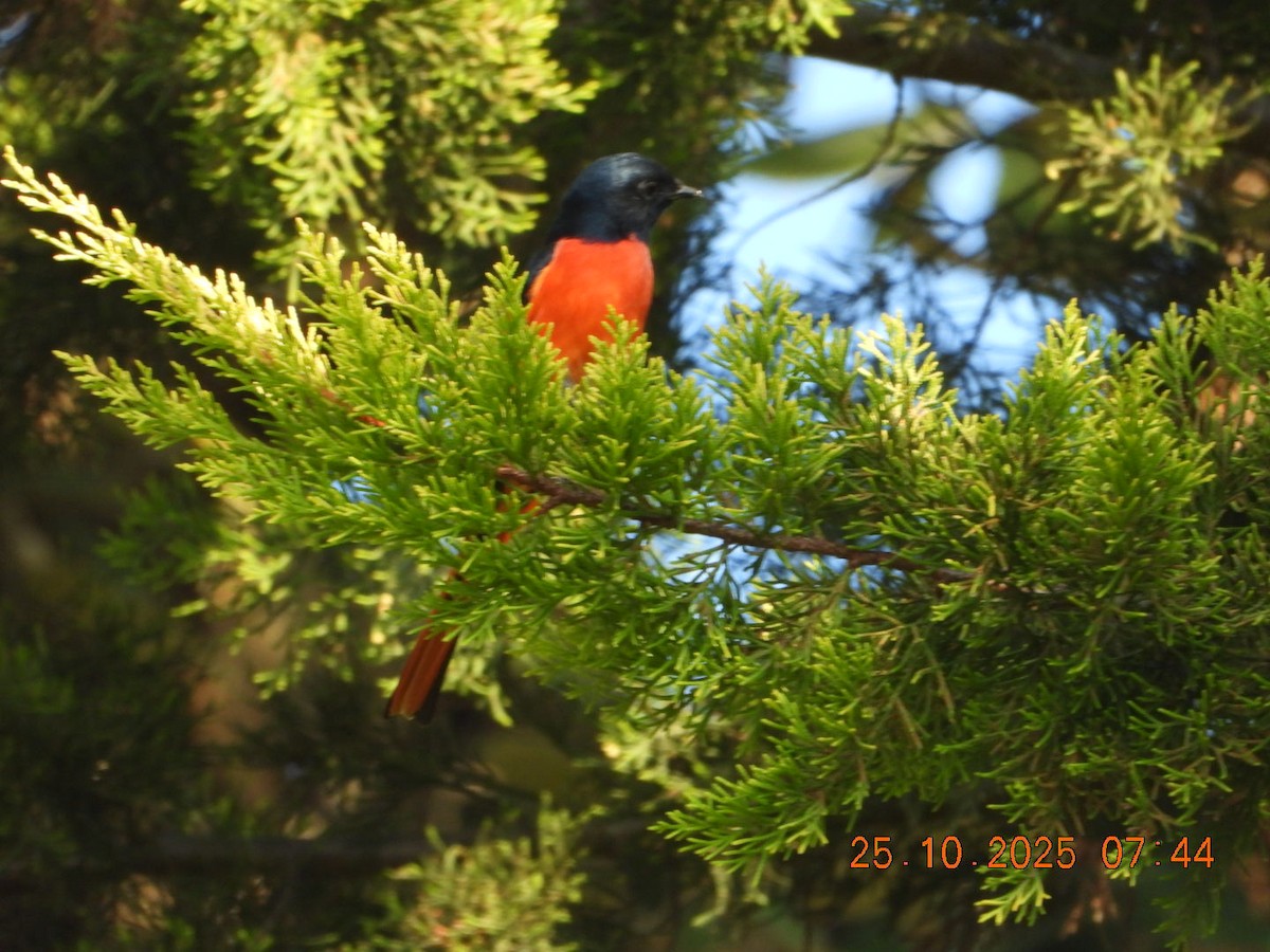 Minivet rouge - ML644141195