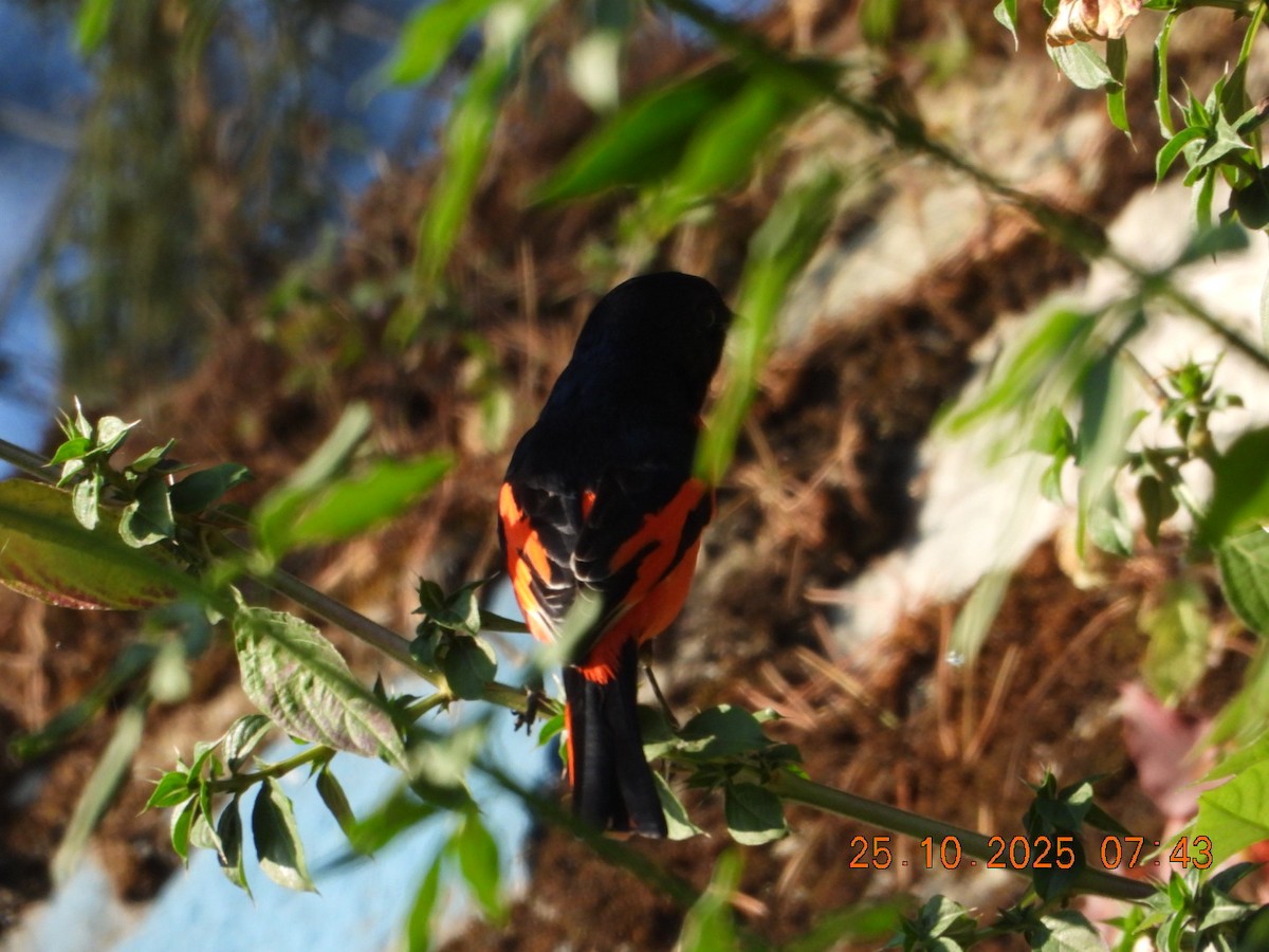 Minivet rouge - ML644141198