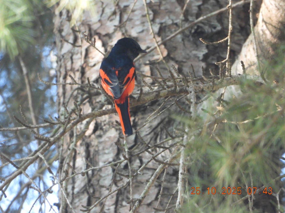 Minivet rouge - ML644141200
