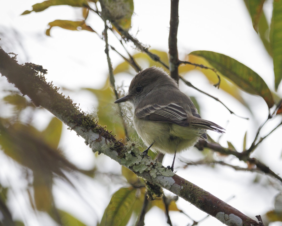 Galapagos Flycatcher - ML644141201