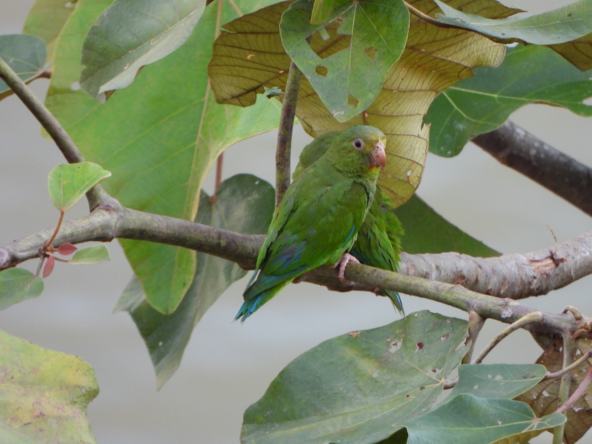 Cobalt-winged Parakeet - ML644141208