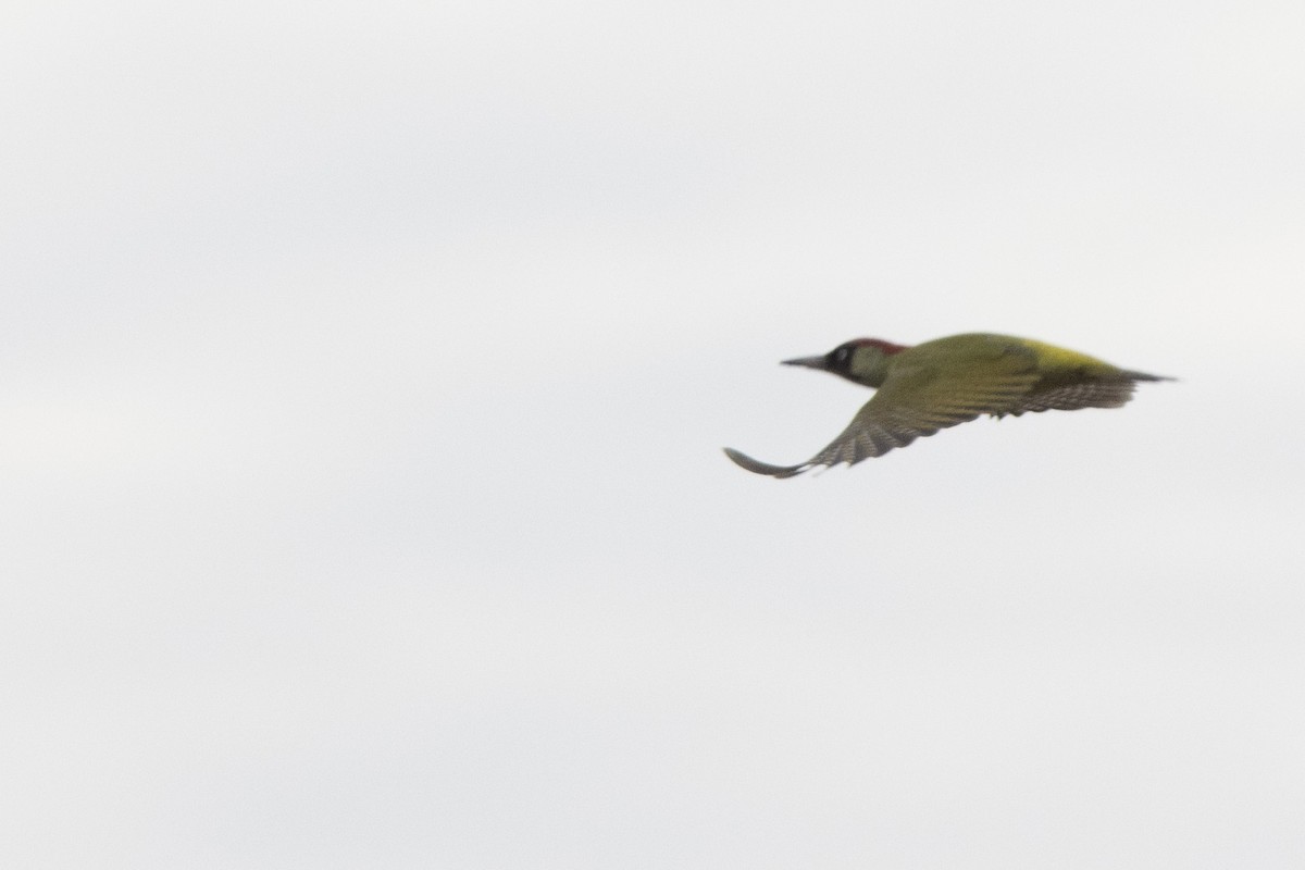 Eurasian Green Woodpecker - ML644141214