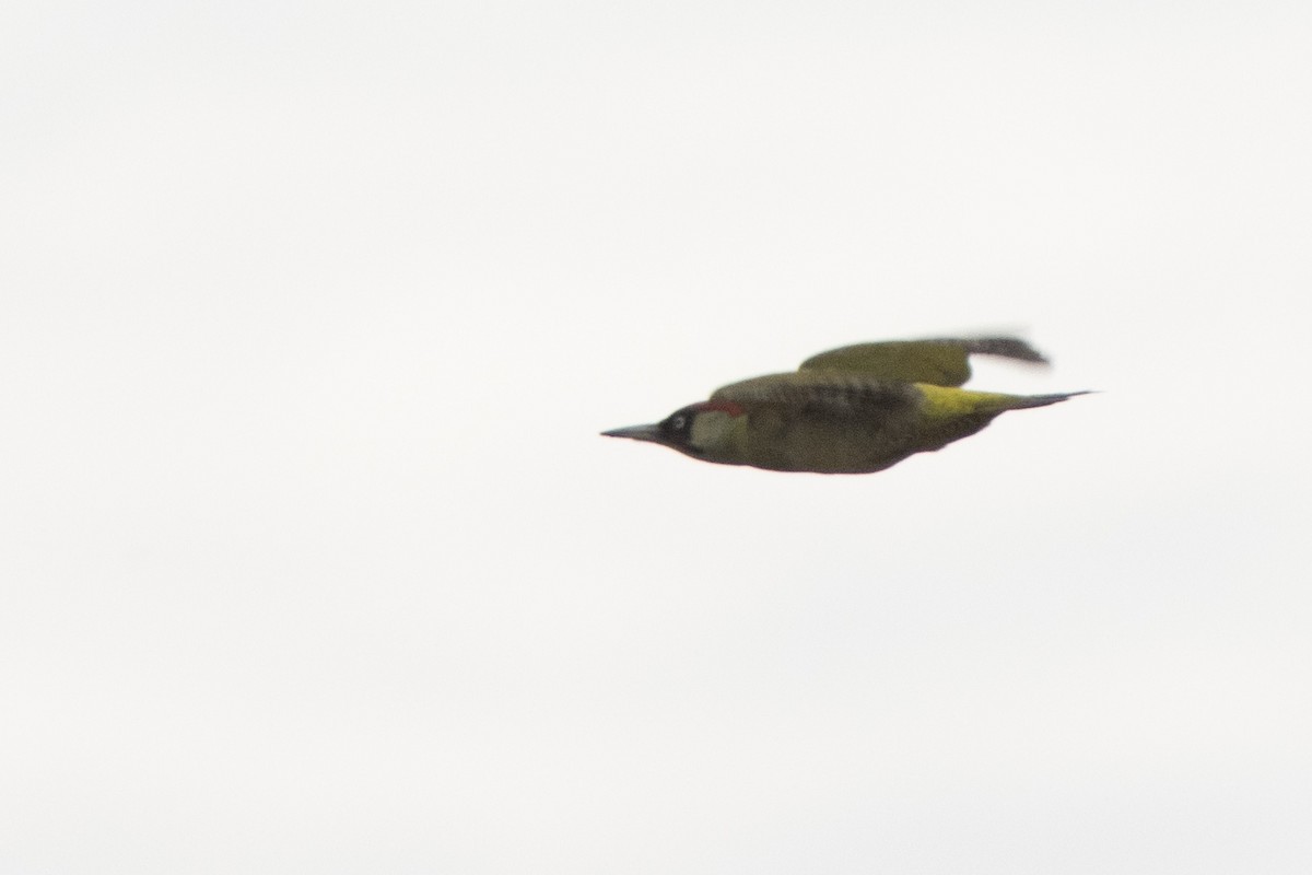 Eurasian Green Woodpecker - ML644141215