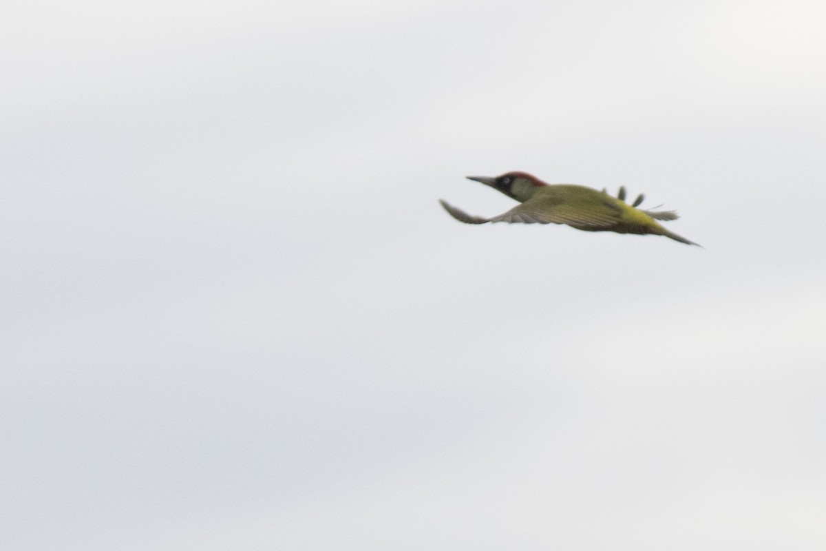 Eurasian Green Woodpecker - ML644141216