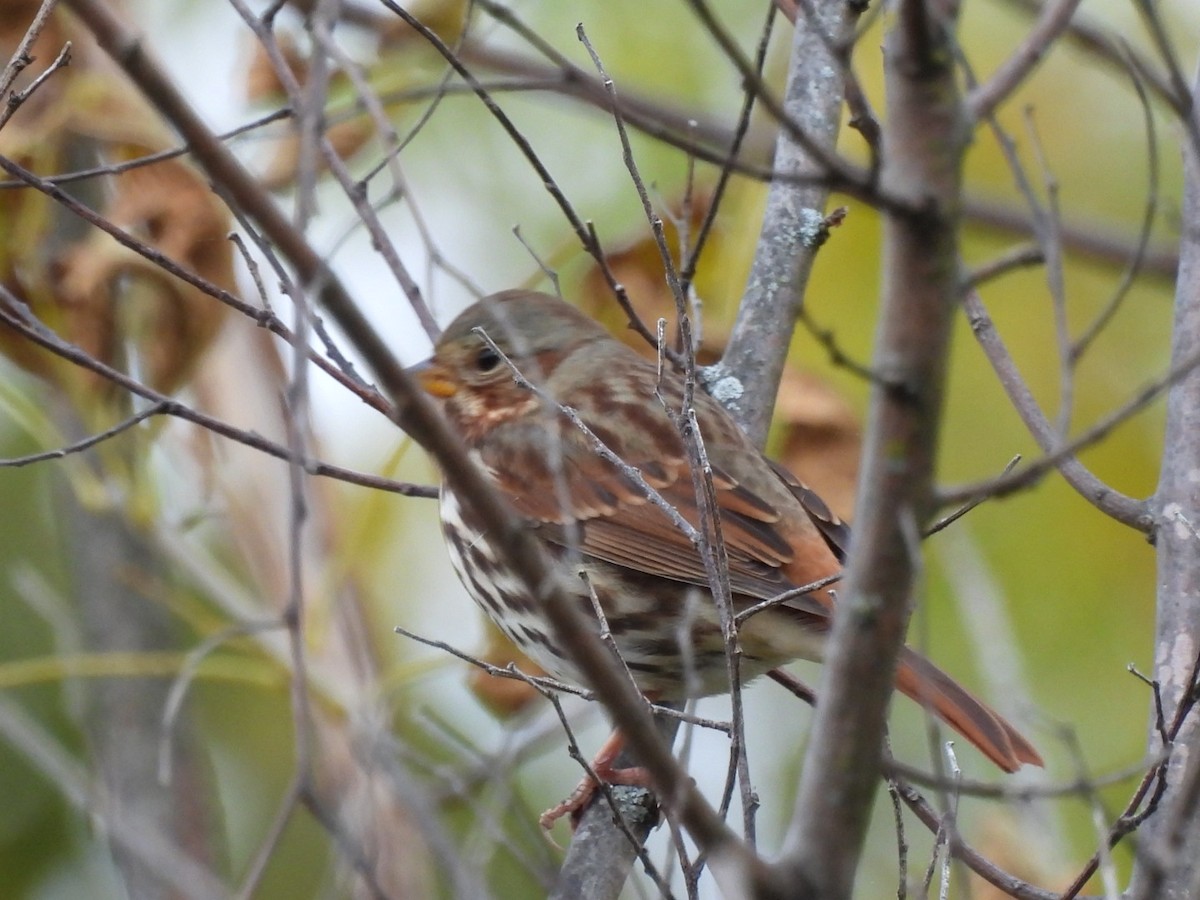 ゴマフスズメ - ML644141217