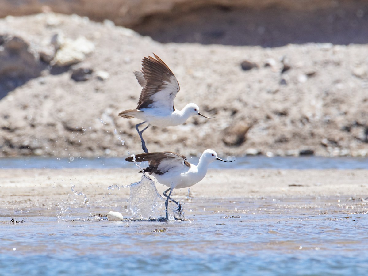Andean Avocet - ML644141249