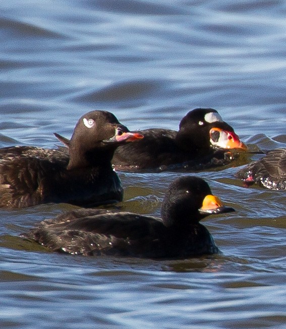Macreuse à bec jaune - ML644141255