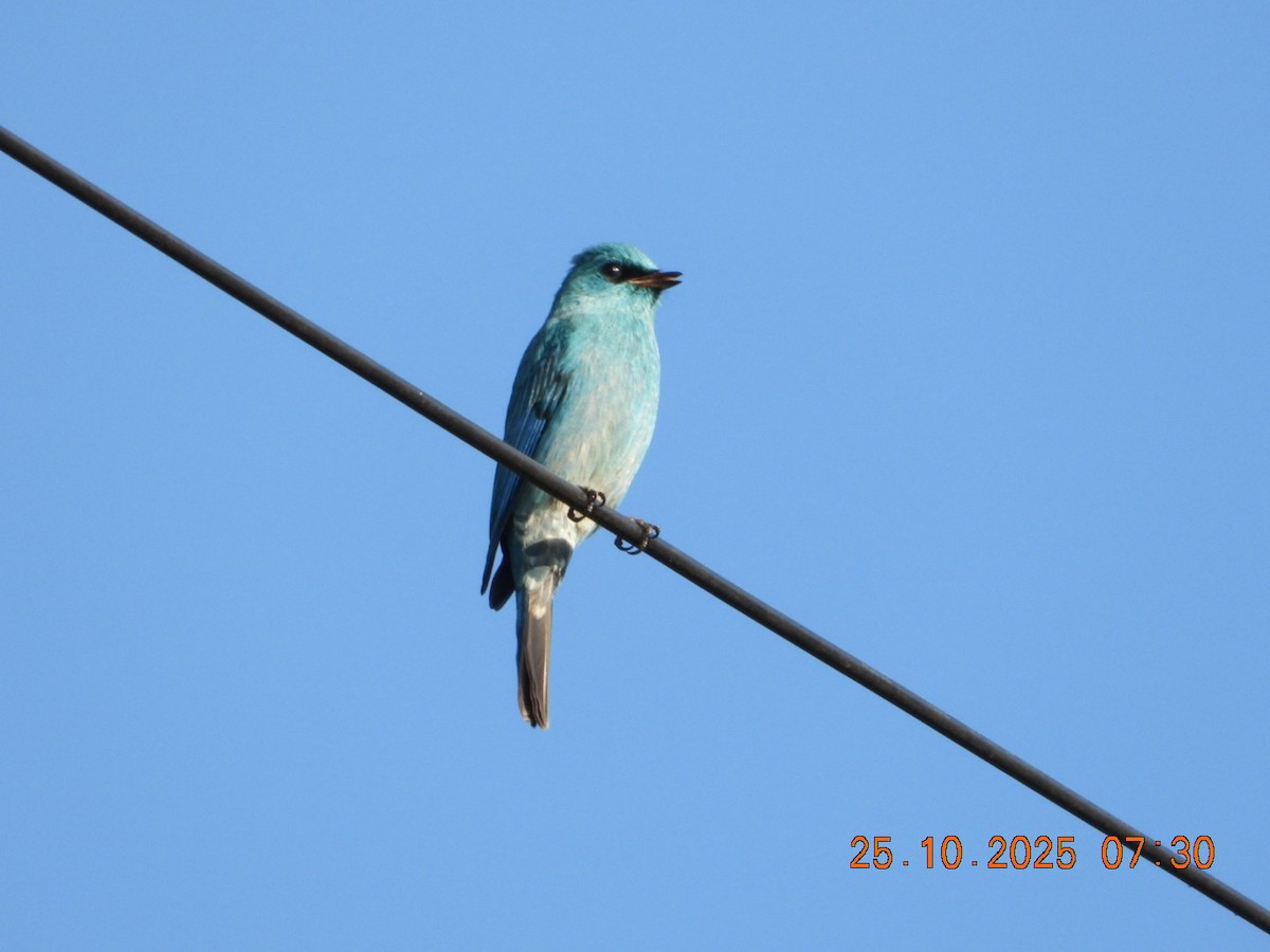 Verditer Flycatcher - ML644141260