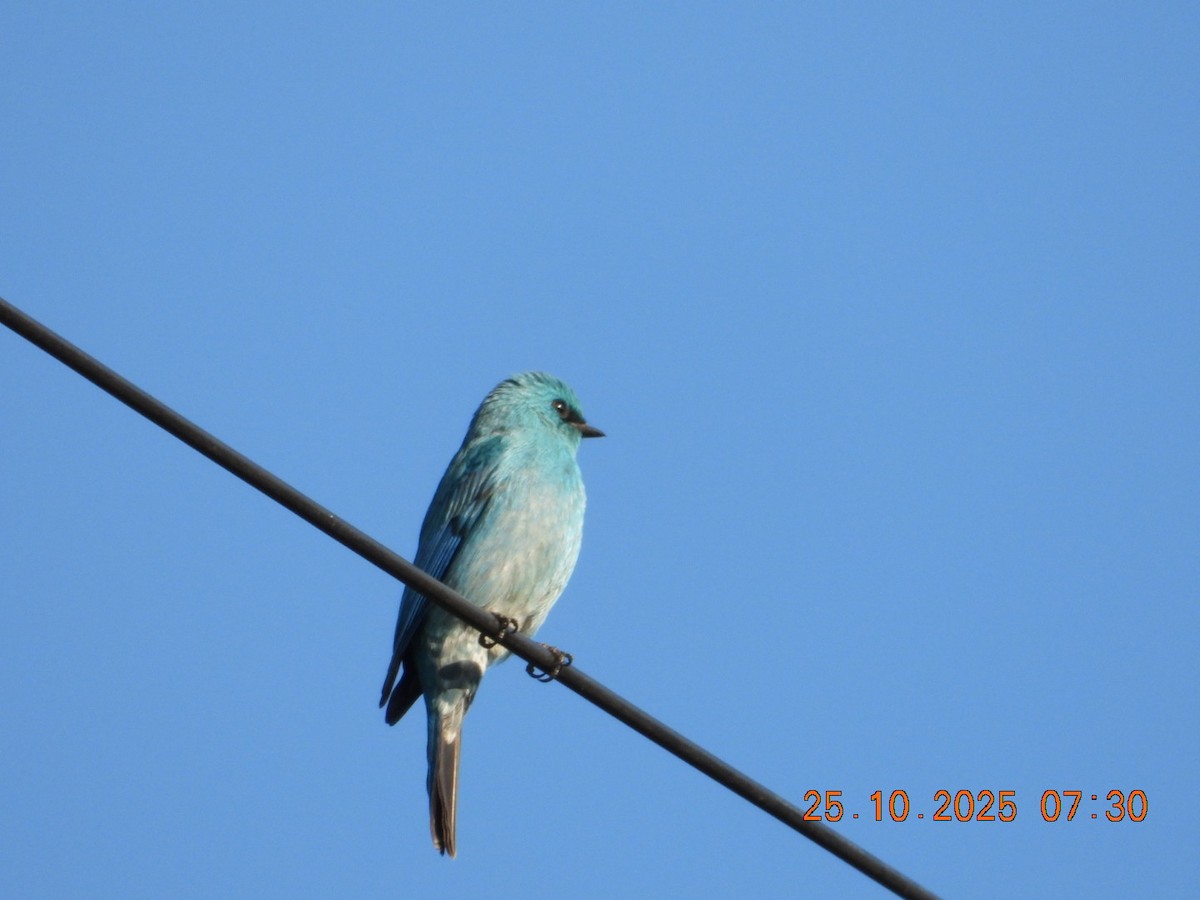 Verditer Flycatcher - ML644141261