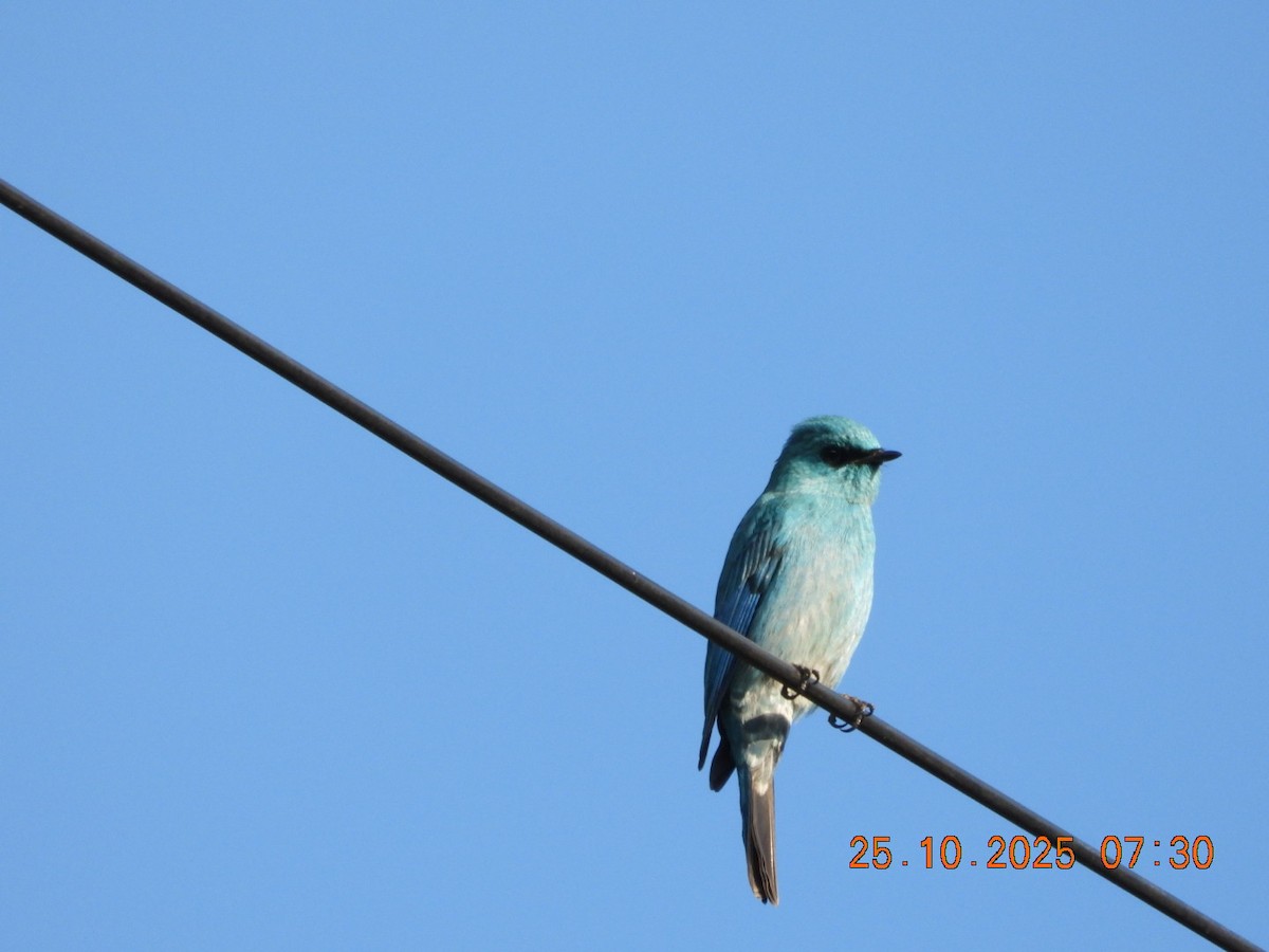 Verditer Flycatcher - ML644141263