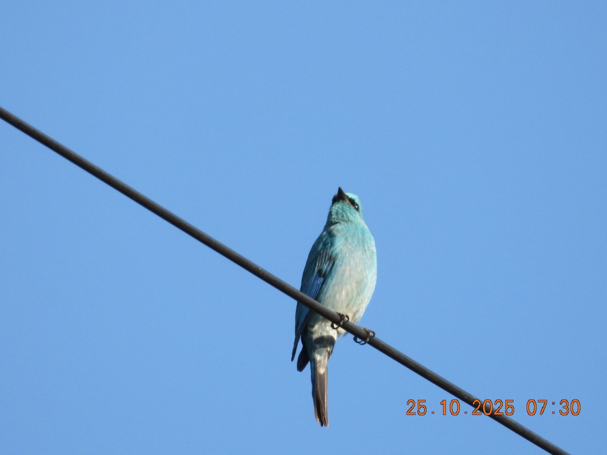 Verditer Flycatcher - ML644141264