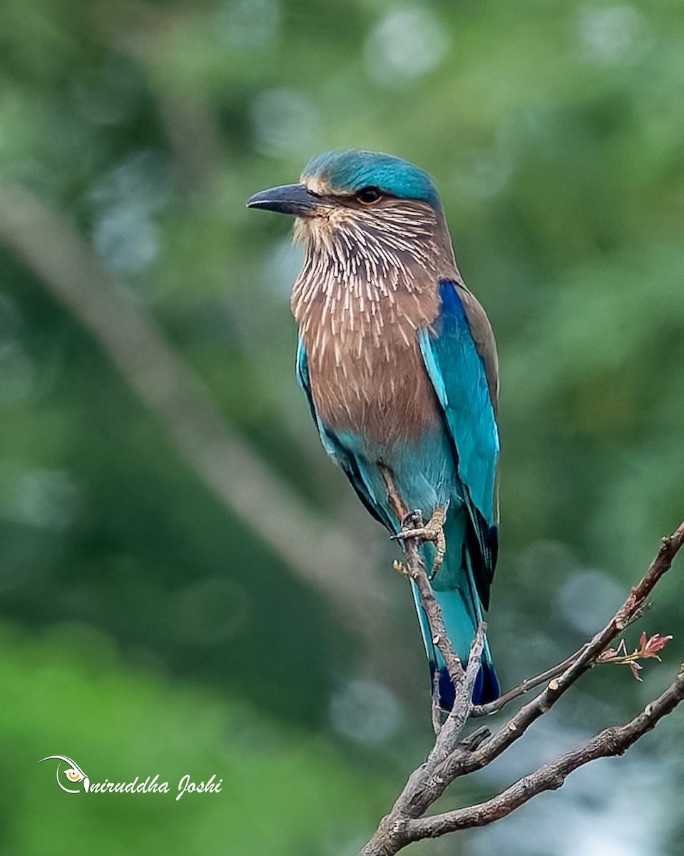Indian Roller - ML644141268