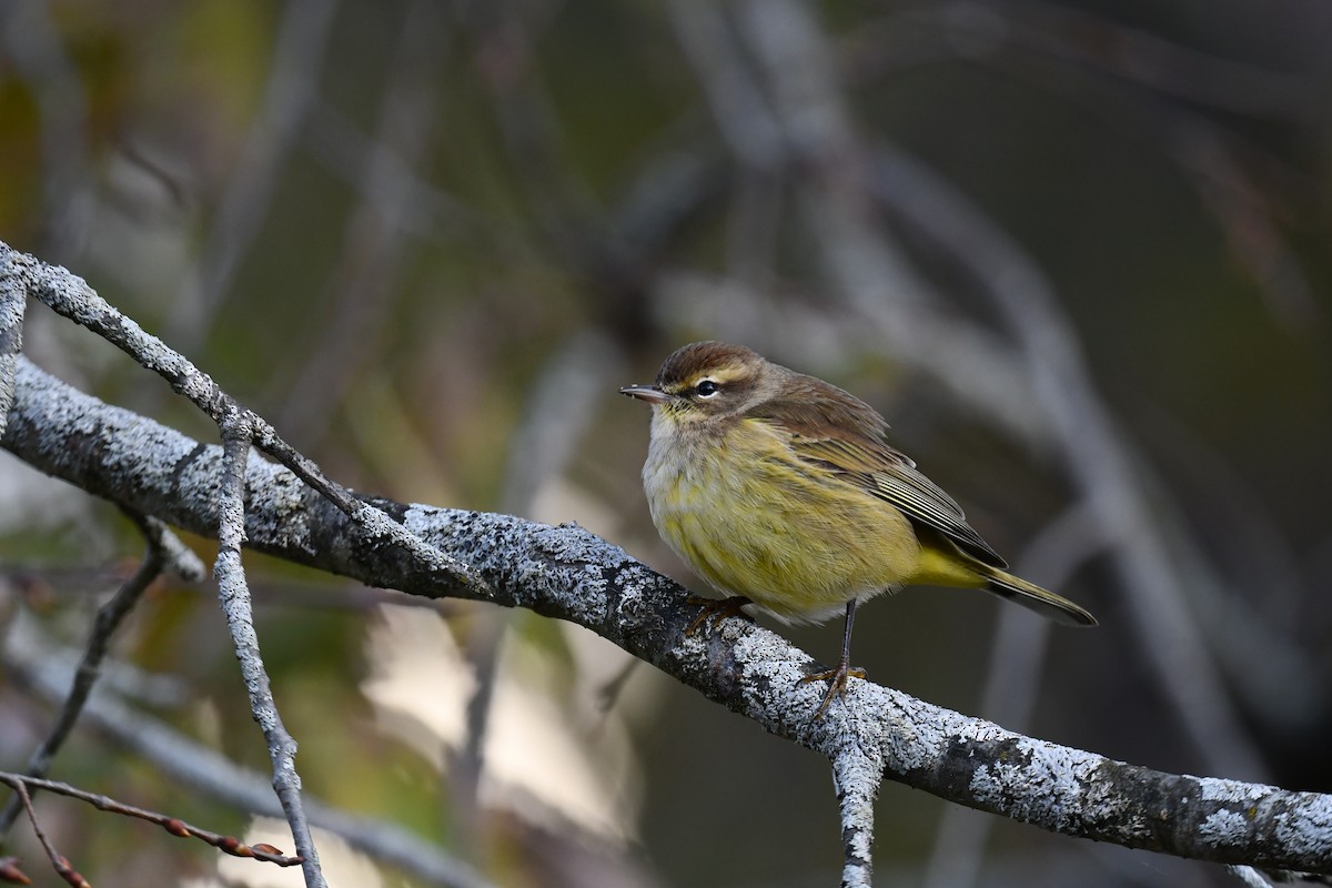 Palm Warbler - ML644141271